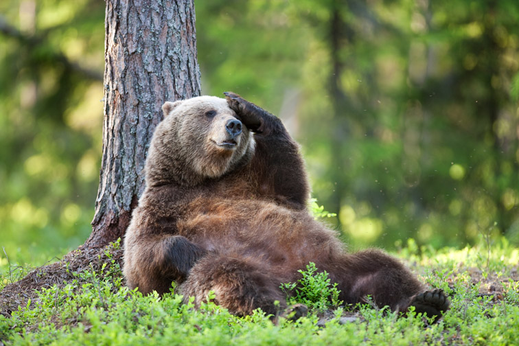 Brown bear (Ursus arctos) adult female sat down against tree scratching head, Finland, June 2008.
